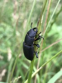 Close-up of insect on leaf