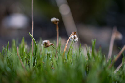 Close-up of caterpillar on grass
