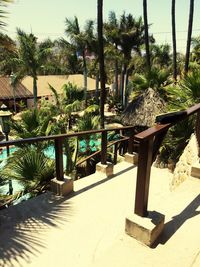 Palm trees on beach