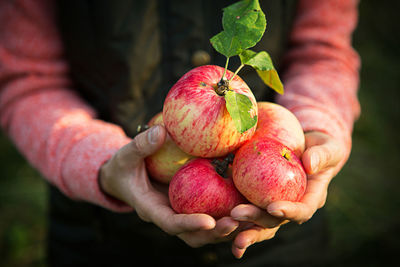 Close-up of hand holding strawberries