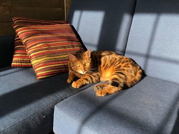 Portrait of cat relaxing on floor