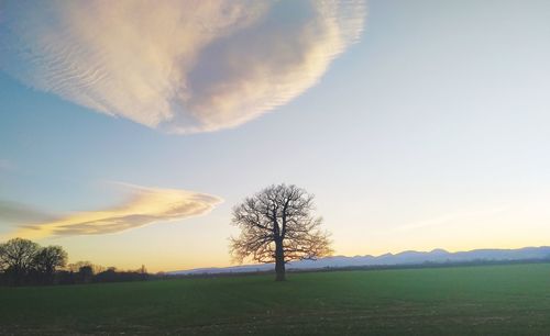 Scenic view of field against sky during sunset