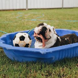 Dog playing with ball on field