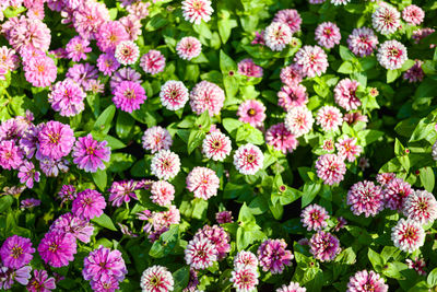 Close-up of pink flowering plants