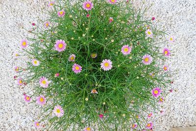 High angle view of flowering plant on field