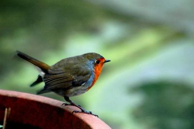 Close-up of bird perching on branch