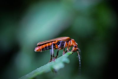 Close-up of insect