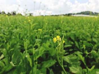 Close-up of yellow flower growing in field