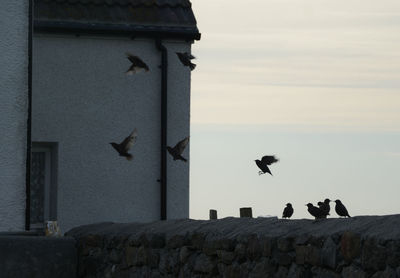 Birds on wall against sky