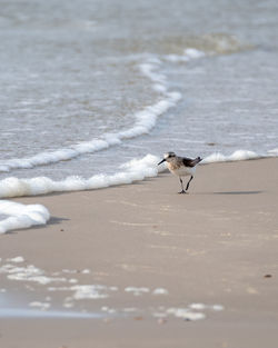 Seabird on a beach