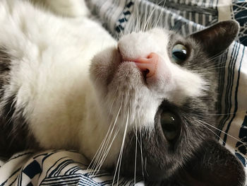 Close-up portrait of a cat