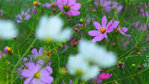 Close-up of pink flowers