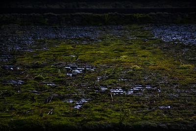 High angle view of plants growing on field