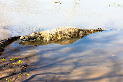 High angle view of crocodiles in lake