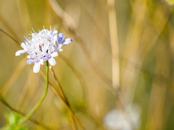 Close-up of white flower blooming outdoors