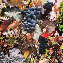 Close-up of grapes growing in vineyard