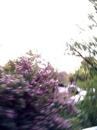 Flowers growing on tree against clear sky