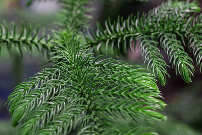 Close-up of fern leaves