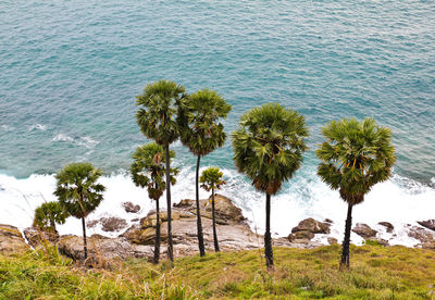 Palm trees on beach against sky