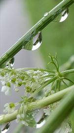 Close-up of fresh green plant