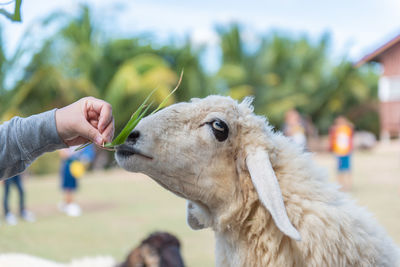 Close-up of hand holding dog