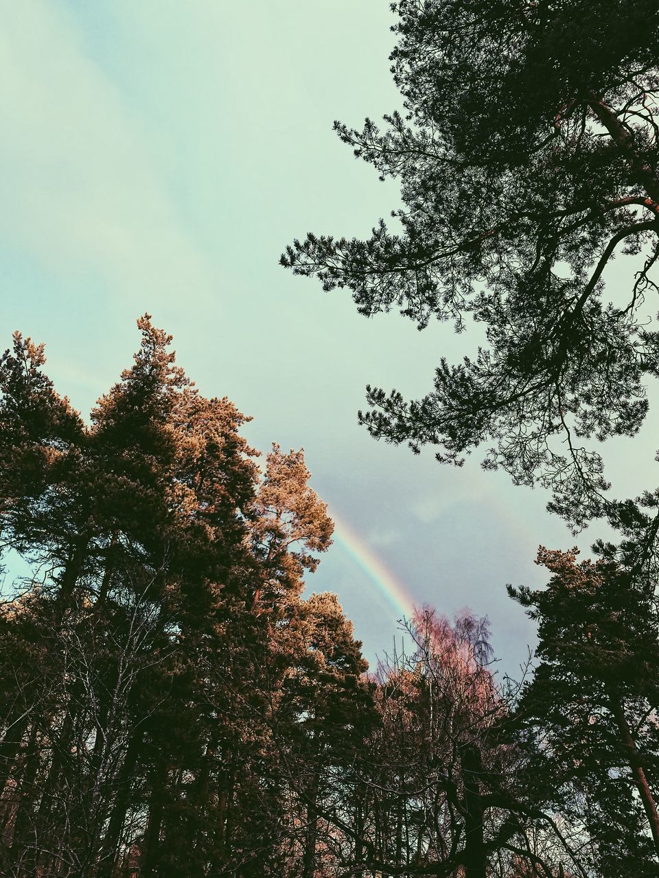 LOW ANGLE VIEW OF TREES AGAINST SKY IN FOREST