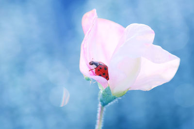 Close-up of insect on pink flower