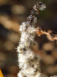 Close-up of white flowering plant