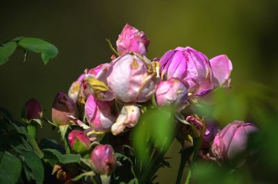 Close-up of pink flowering plant