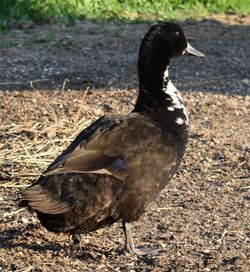 Close-up of duck on field