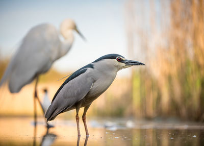 Close-up of heron in lake