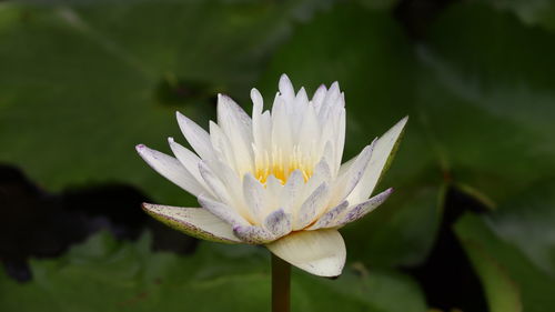 Close-up of lotus water lily in pond