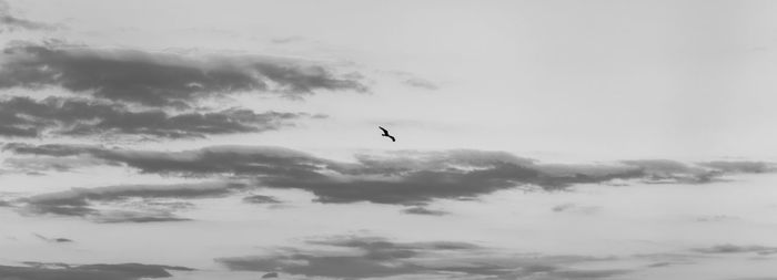 Low angle view of bird flying in sky