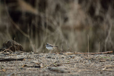 Close-up of bird perching on a field