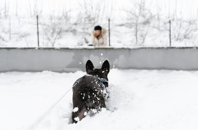 Dog on snow covered land