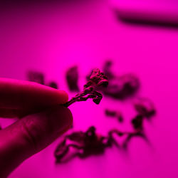 Close-up of hand holding pink flower