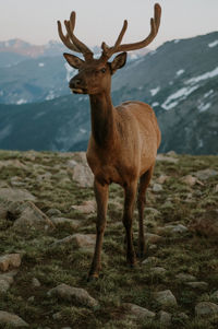 Deer standing on a field