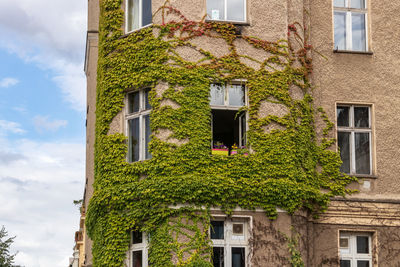 Low angle view of tree and building against sky