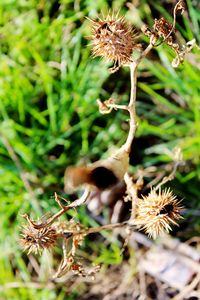 Close-up of plant