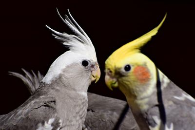 Close-up of bird