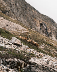 View of alpine ibex group on mountain against sky