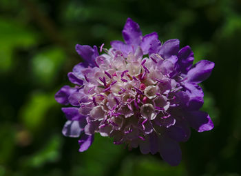 Close-up of purple flowering plant