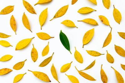 High angle view of yellow leaves against white background