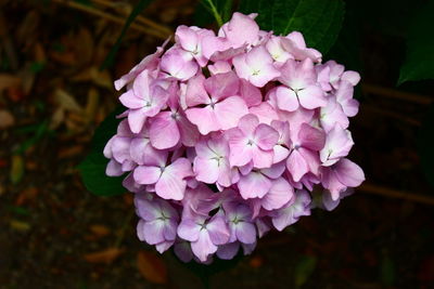 Close-up of purple flowering plant