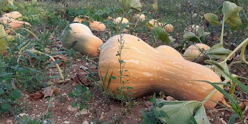 High angle view of pumpkin on field