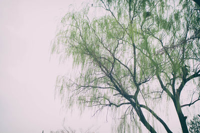 Low angle view of bare tree against sky