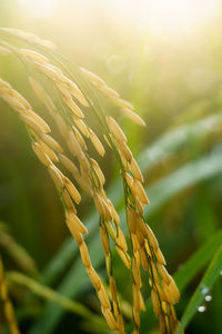 Close-up of wheat growing on field