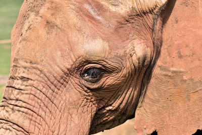 Close-up of elephant