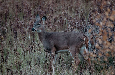 Deer standing on field