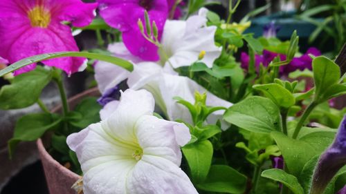 Close-up of white flowers blooming outdoors